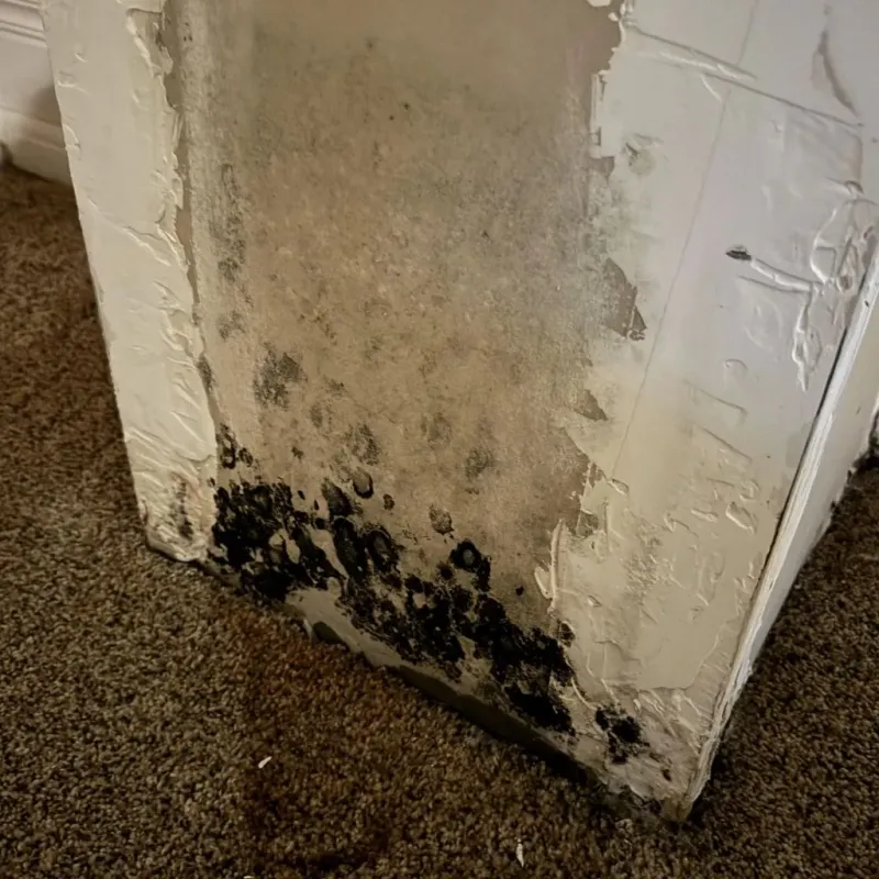 Professional Mold Removal in West Orange, TX